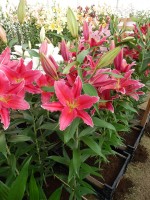 [4363 Night Fever DJ No101.JPG]